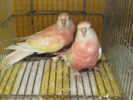 In 3474 アキクサインコ ルビノー 若1羽の価格 キットウココ ペット部