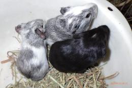 US-715　イングリシュモルモット　男の子