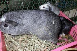 US-715　イングリシュモルモット　男の子