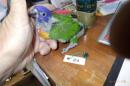 IN-4343　ゴシキセイガイインコ・挿し餌中の雛