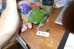 IN-4343　ゴシキセイガイインコ・挿し餌中の雛