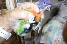 IN-4343　ゴシキセイガイインコ・挿し餌中の雛