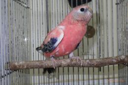 IN-4007 アキクサインコ・ローズの雄