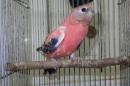 IN-4007 アキクサインコ・ローズの雄