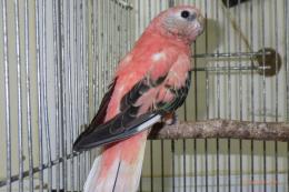 IN-4007 アキクサインコ・ローズの雄