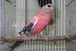 IN-4007 アキクサインコ・ローズの雄