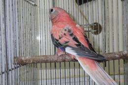 IN-4007 アキクサインコ・ローズの雄