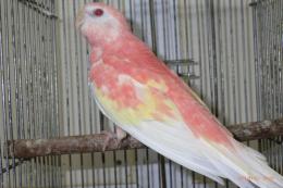 IN-4008　アキクサインコ・ルビノーの雄