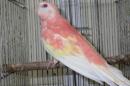 IN-4008　アキクサインコ・ルビノーの雄