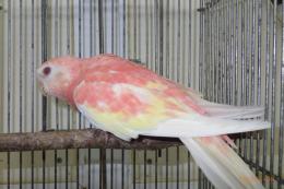 IN-4008　アキクサインコ・ルビノーの雄