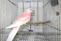 IN-4008　アキクサインコ・ルビノーの雄