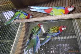 IN-4346　ナナクサインコ・ノーマル　当歳の若