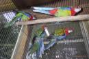 IN-4346　ナナクサインコ・ノーマル　当歳の若