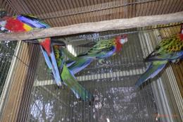 IN-4346　ナナクサインコ・ノーマル　当歳の若