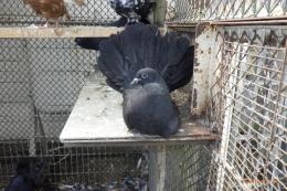 HT-1056　ブラックファンテール　若