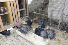 HT-1056　ブラックファンテール　若