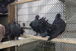 HT-1056　ブラックファンテール　若