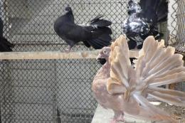 HT-1056　ブラックファンテール　若