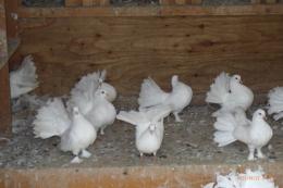 HT-1057　白のファンテール　今年の若