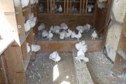 HT-1057　白のファンテール　今年の若