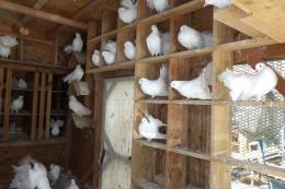 HT-1057　白のファンテール　今年の若