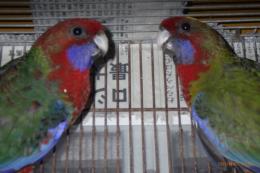 IN-4347　アカクサインコ　　25年若