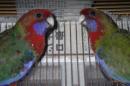 IN-4347　アカクサインコ　　25年若