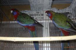IN-4347　アカクサインコ　　25年若