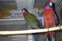 IN-4347　アカクサインコ　　25年若