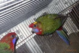 IN-4347　アカクサインコ　　25年若