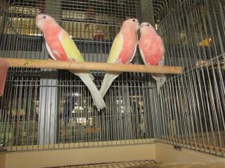 In 2399 13年生アキクサインコのルチノー キットウココ ペット部 In 2399 13年生アキクサインコのルチノー キットウココ ペット部