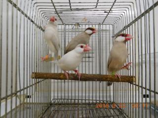 KOT-1986 雄シナモン雌クリームイノの文鳥 | キットウココ ペット部