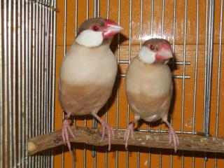 文鳥 41Wn5o4VfAL.jpg_BO30,255,255,