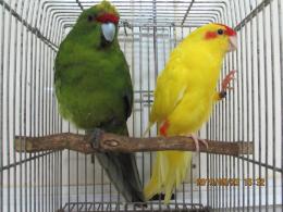 In 3377 18年生 キガシラアオハシインコ 雄雌で キットウココ ペット部