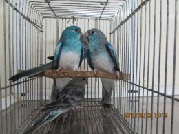インココ＊ビビアンページ(青系) ブルー」の商品