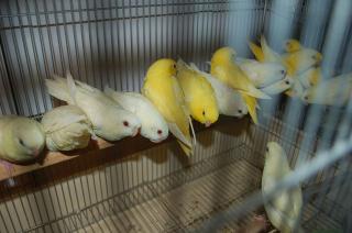 ヨウム シルバー文鳥 サザナミインコ クリーム グリーン濃・淡