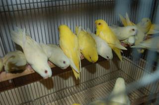 ヨウム　シルバー文鳥　サザナミインコ　　クリーム　グリーン濃・淡 ヨウム シルバー文鳥 サザナミインコ クリーム グリーン濃・淡