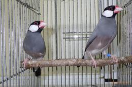 KOT-2553 ノーマル文鳥 オス 22年生 | キットウココ ペット部