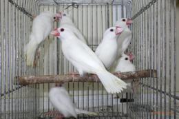 文鳥すこ KOT-2555 白文鳥 若 オス | キットウココ ペット部