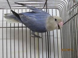 In 3242 当作 コザクラインコ コバルトオパーリン キットウココ ペット部