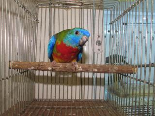 IN-2417 　ヒムネキキョウインコの親物　雄