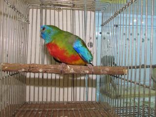 IN-2417 　ヒムネキキョウインコの親物　雄