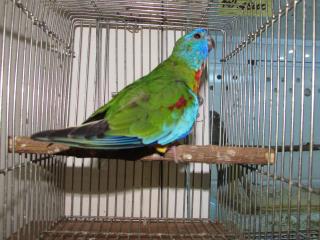 IN-2417 　ヒムネキキョウインコの親物　雄