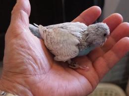 IN-3822 綺麗なものに育つと思います。セキセイインコの雛