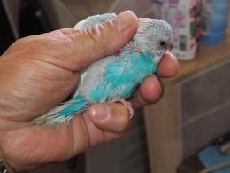 IN-3822 綺麗なものに育つと思います。セキセイインコの雛