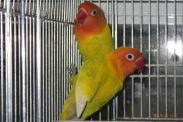 IN-4549　ボタンインコ　♂　