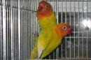 IN-4549　ボタンインコ　♂　