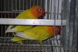 IN-4549　ボタンインコ　♂　
