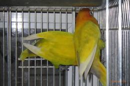 IN-4549　ボタンインコ　♂　