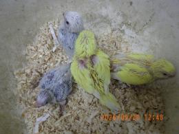 IN-4550　セキセイインコの雛　常時生まれています。